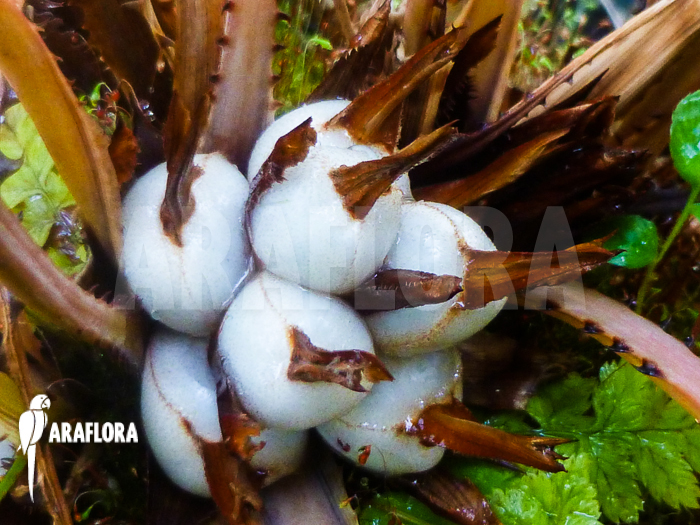 Fruits of Acanthostachys pitcairnioides bromeliad