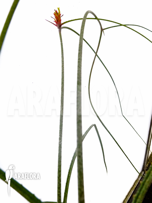 Acanthostachys strobilacea bromeliad