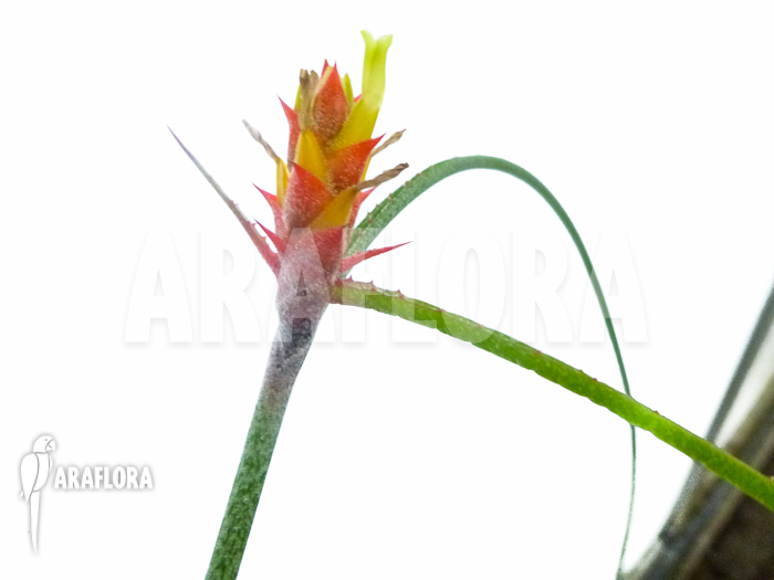 Acanthostachys strobilacea bromeliad
