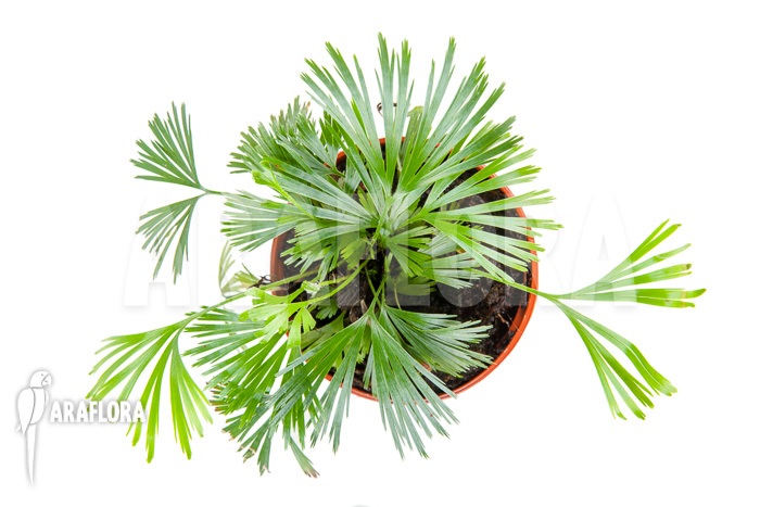 Actiniopteris radiata