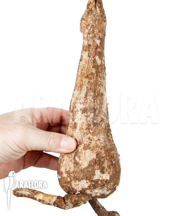 Adenia viridiflora ‘L’