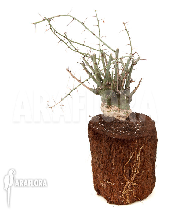Adenium glauca