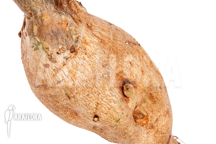 Adenium obesum “2”