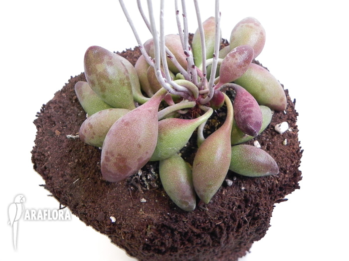 Adromischus cristatus  ‘Choilandi’