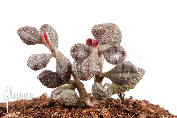 Adromischus marianiae ‘Coffee-Bean’