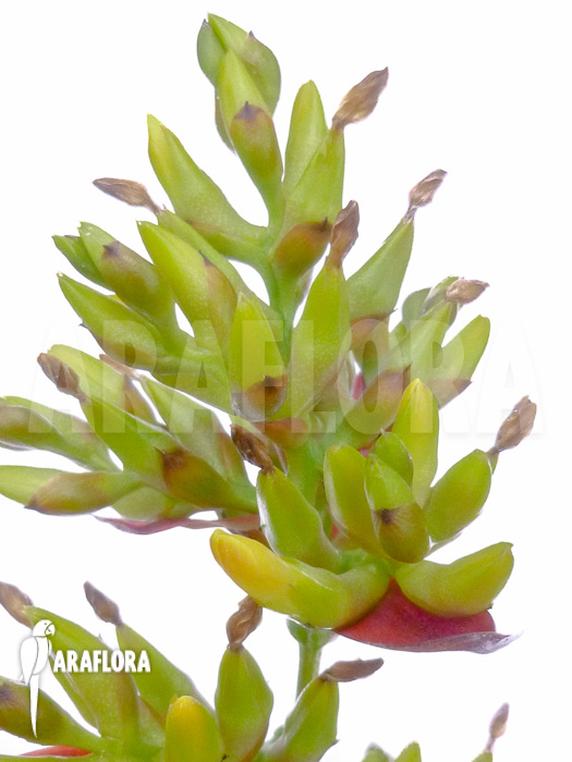 Aechmea correia-araujoi flower