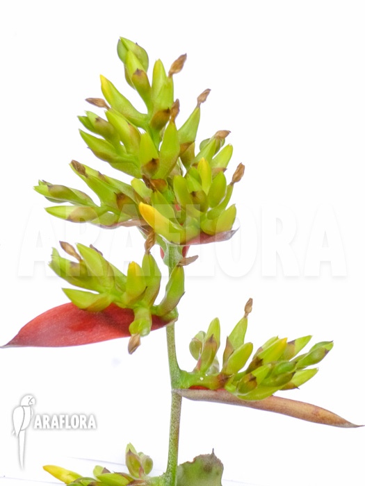 Aechmea correia-araujoi flower