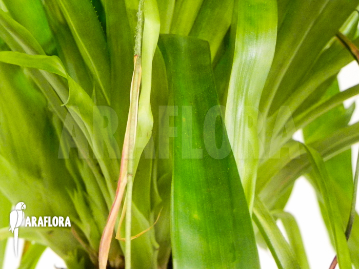 Aechmea filicaulis