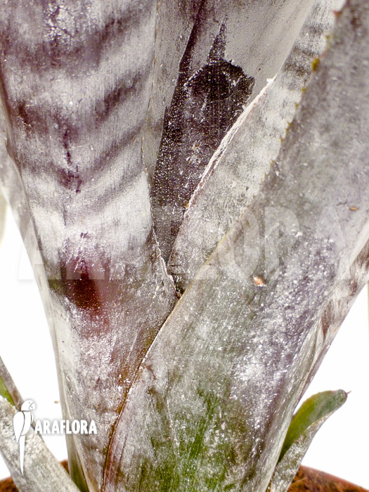 Aechmea fulgens red coral