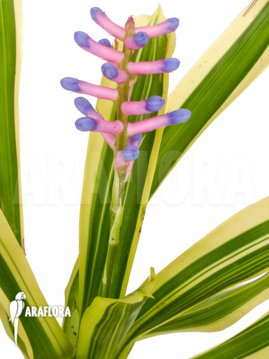 Aechmea gamosepala ‘Variegated’ ‘Starter’