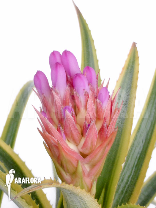 Aechmea recurvata ‘Aztec’