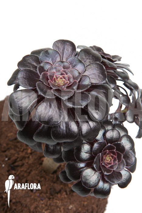 Aeonium arboreum