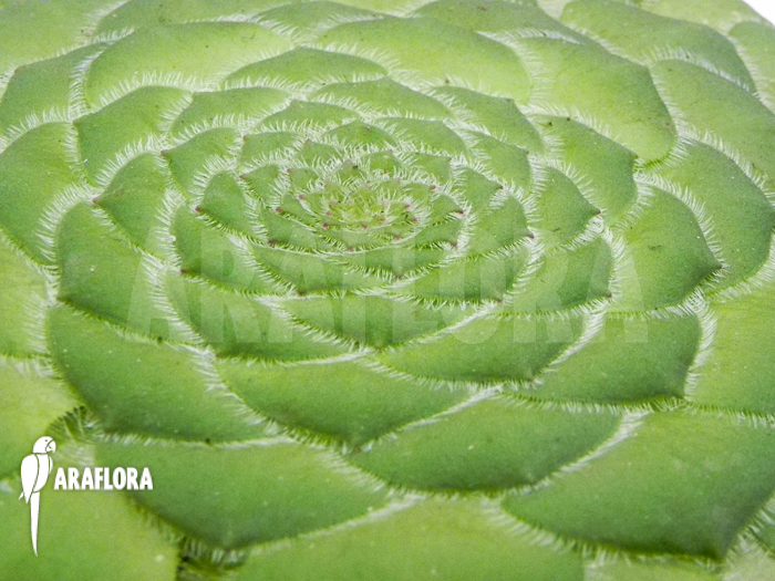 Aeonium tabuliforme