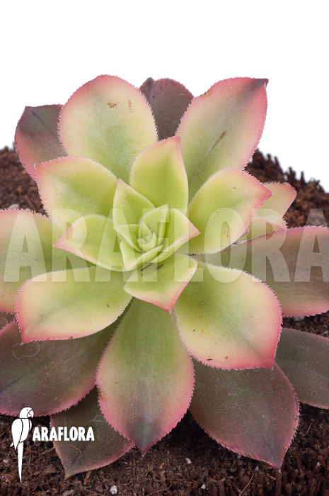 Aeonium tricolor ‘Kiwi’