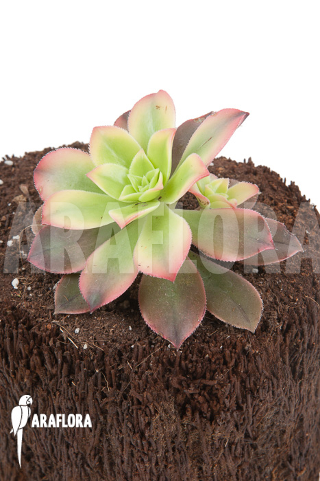 Aeonium tricolor ‘Kiwi’