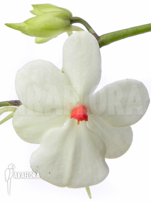 Aerangis luteoalba var. rhodosticta