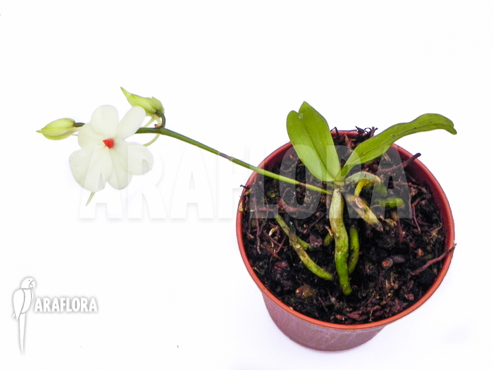 Aerangis luteoalba var. rhodosticta