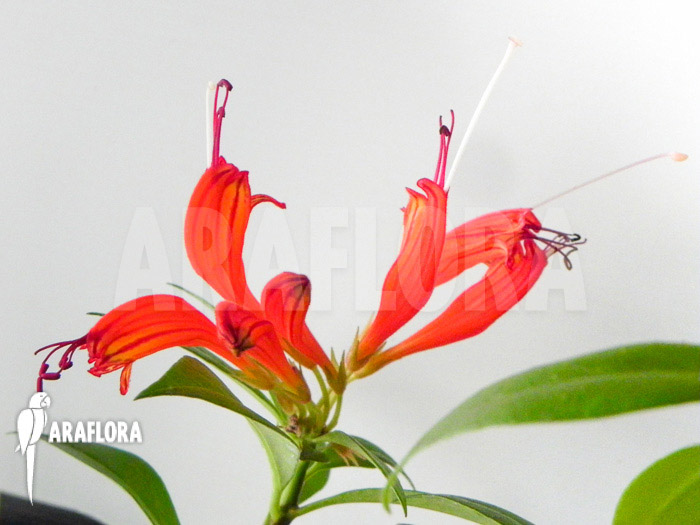 Aeschynanthus speciosus