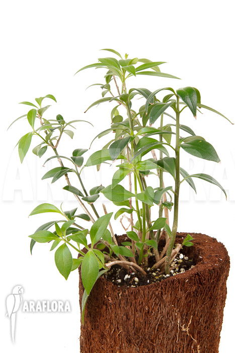 Aeschynanthus speciosus