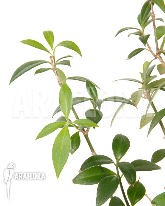 Aeschynanthus speciosus