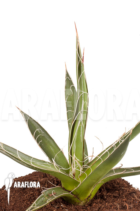 Agave filifera ‘S’