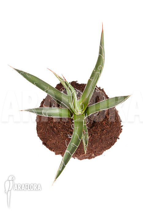 Agave filifera ‘S’