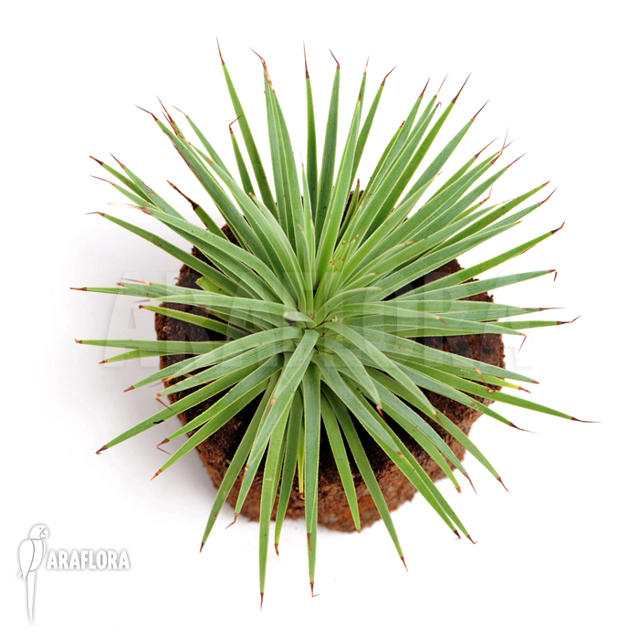 Agave stricta var. nana