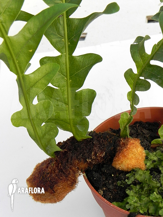 Aglaomorpha brooksii ‘L’