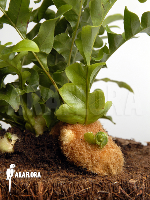 Aglaomorpha brooksii