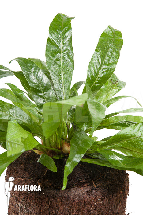 Aglaomorpha coronans ‘M’