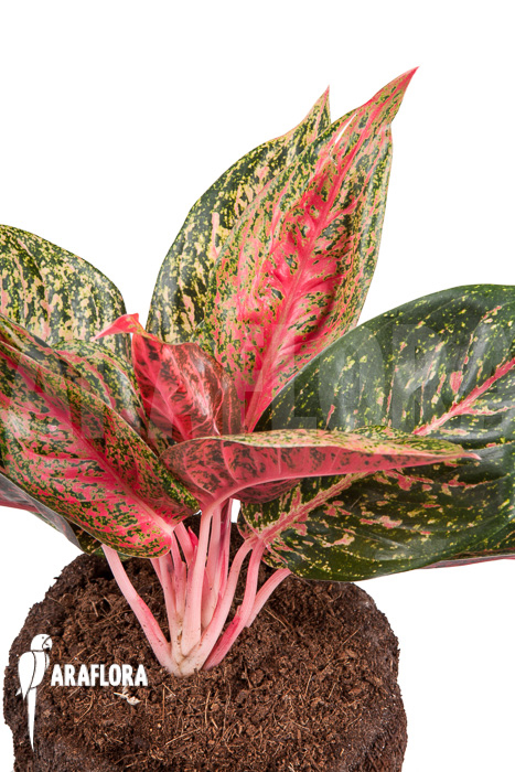 Aglaonema FLN09