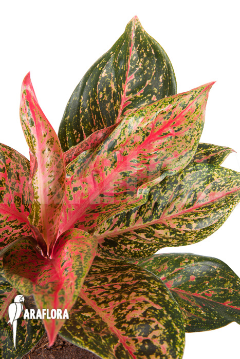 Aglaonema FLN09