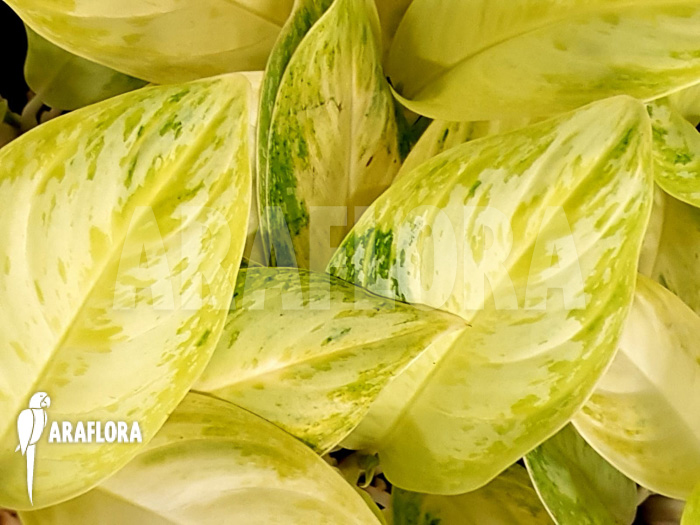 Aglaonema ‘Lime’