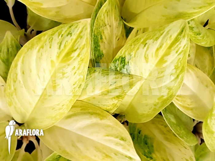 Aglaonema ‘Lime’