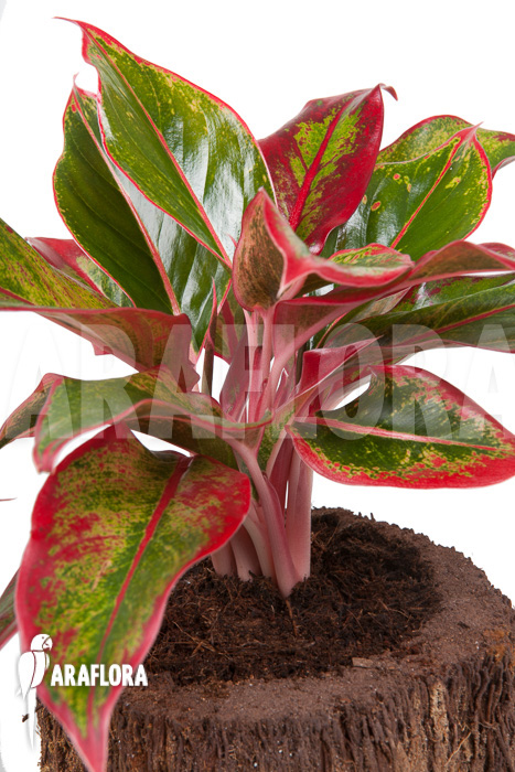 Aglaonema ‘Siam Aurora’