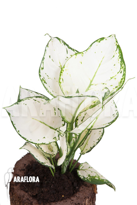 Aglaonema ‘Wit met groen gespikkeld’