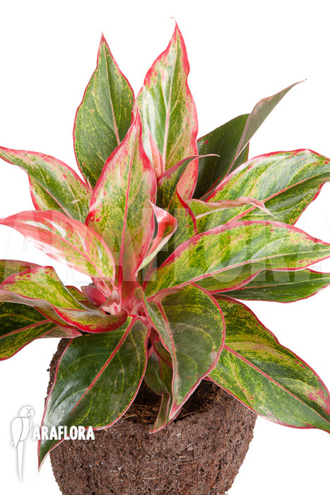 Aglaonema hybrid ‘Crete’