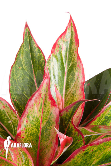 Aglaonema hybrid ‘Crete’
