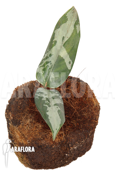 Aglaonema pumilum ‘M’