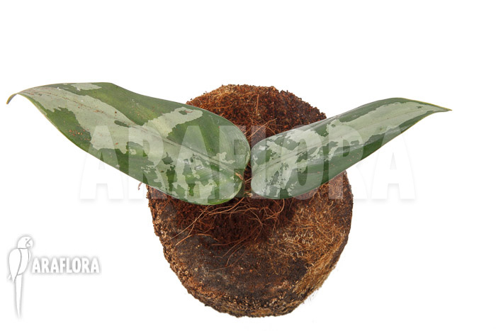 Aglaonema pumilum ‘M’