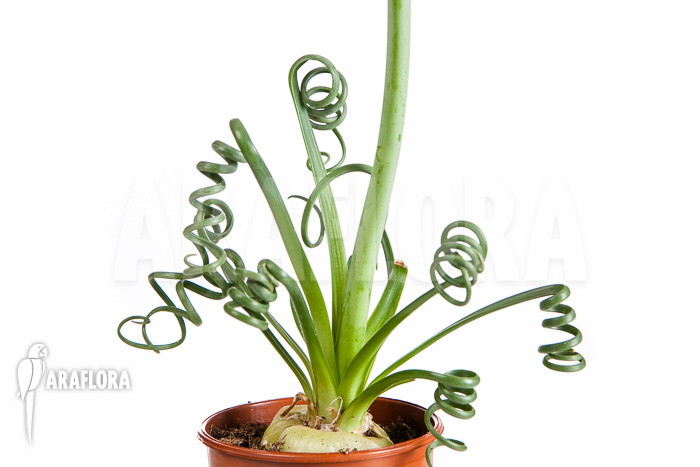 Albuca spiralis