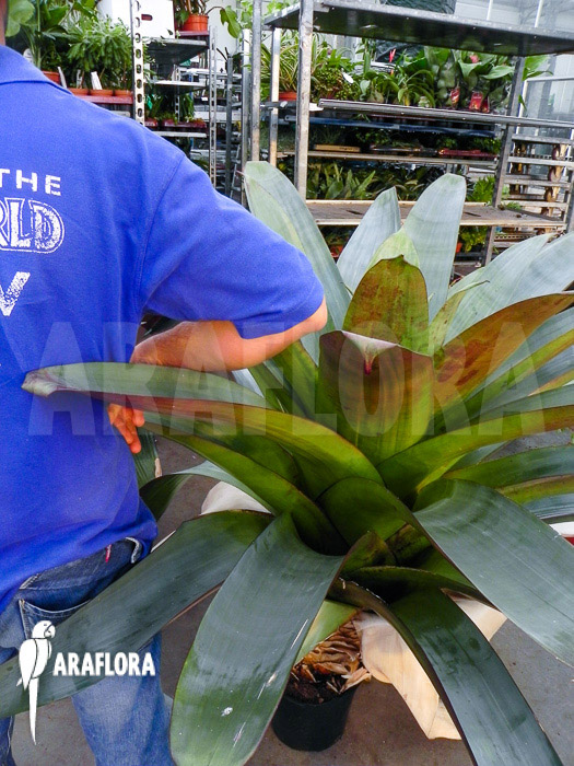 Alcantarea imperialis ‘rubra’