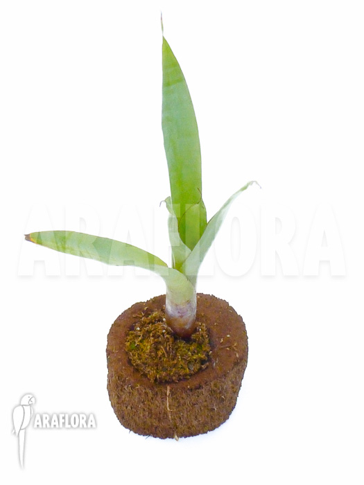 Alcantarea odorata ‘Silver clone’
