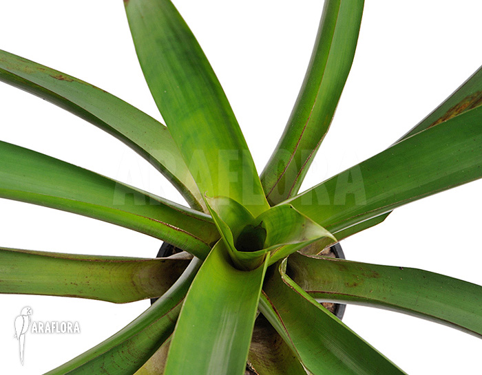 Alcantarea vinicolor