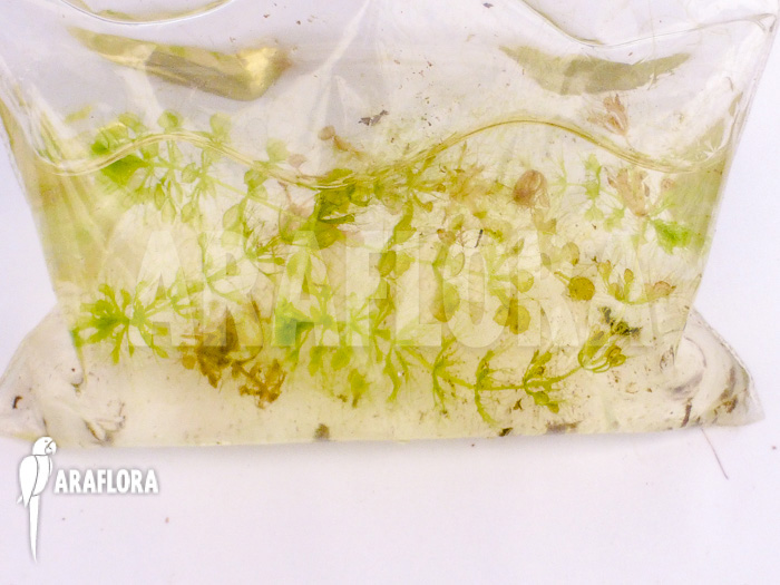 Aldrovanda versicolosa ‘Polen’