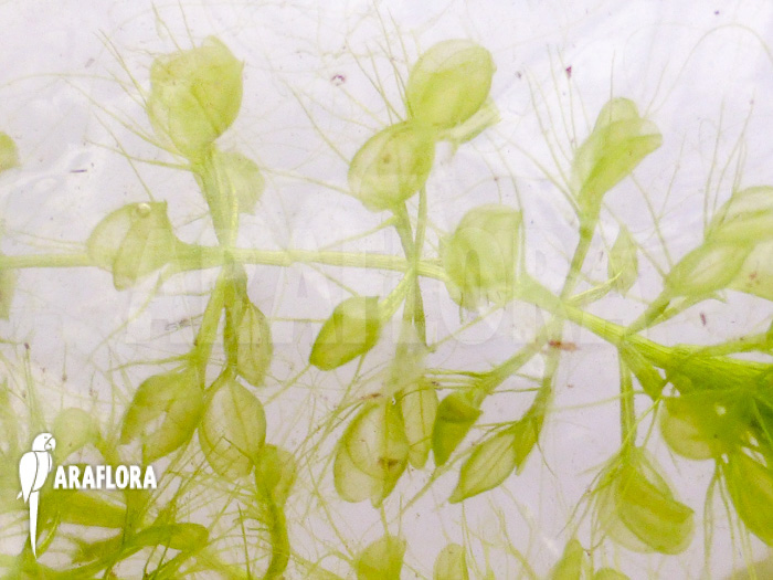 Aldrovanda versicolosa ‘Polen’