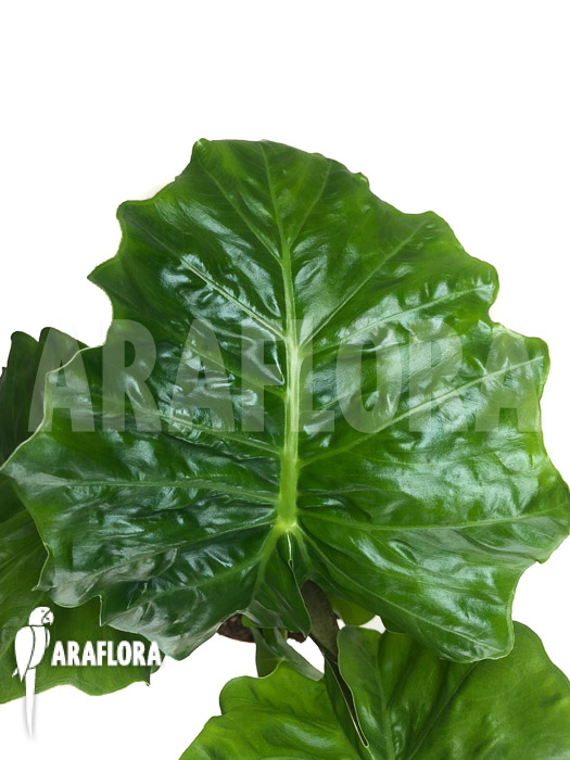 Alocasia ‘Low Rider’