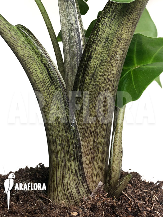 Alocasia ‘Low Rider’