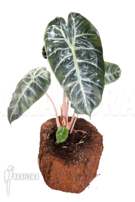 Alocasia ‘Pink Dragon’