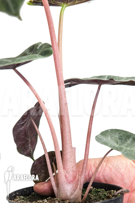 Alocasia ‘Pink Dragon’